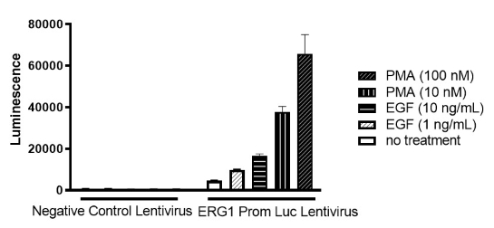 EGR1 Promoter Luciferase Reporter Lentivirus