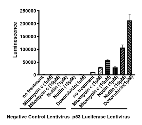 p53 Luciferase Reporter Lentivirus