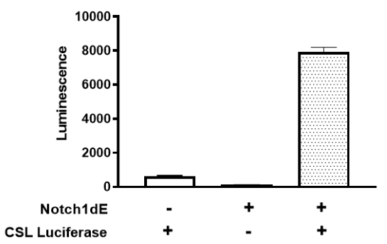 CSL driven luciferase reporter activity in HEK293 cells transduced with CSL (CBF1/RBP-Jk) Luciferase Reporter Lentivirus and/or Notch1dE Lentivirus.