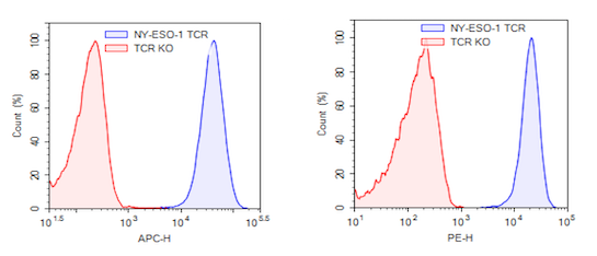 Expression of NY-ESO-1 TCR in NY-ESO-1 TCR (1G4) CD8+ NFAT-Luciferase Reporter Jurkat cells.