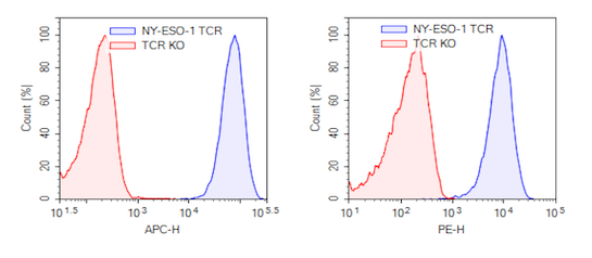 Expression of NY-ESO-1 TCR in NY-ESO-1 TCR (c259) CD8+ NFAT-Luciferase Reporter Jurkat cells.