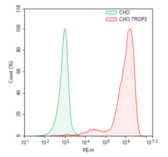 Expression of Trop2 in CHO-K1 cells using cynomolgus Trop2 lentivirus.
