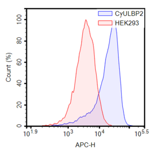 Expression of ULBP2 in HEK293 cells transduced with cynomolgus ULBP2 lentiviruses.