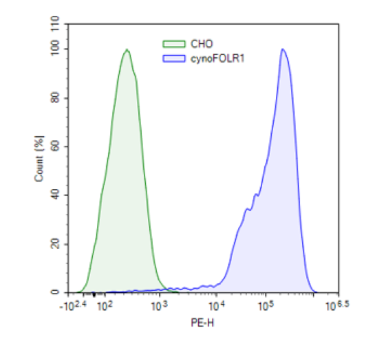 Expression of FOLR1 in CHO-K1 cells using cynomolgus FOLR1 lentivirus