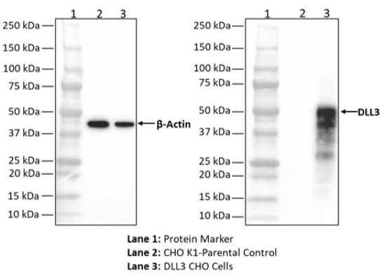 Western Blot analysis of DLL3 protein expression in DLL3 CHO cells.