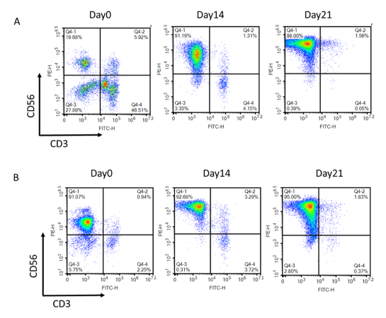 Flow cytometry analysis of NK cell populations at different time points during expansion