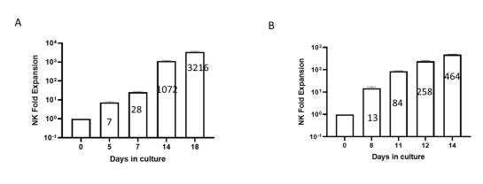 Human NK cell ex vivo fold expansion at different time points during culture