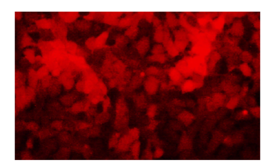 Expression of mCherry in HEK293 cells transduced with mCherry Lentivirus (Hygromycin)