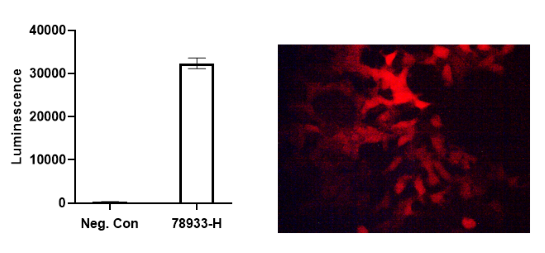 Luciferase activity and mCherry expression in HEK293 cells transduced with Firefly Luciferase-mCherry Lentivirus (Hygromycin).