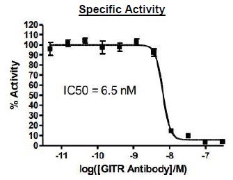 Anti-GITR Antibody
