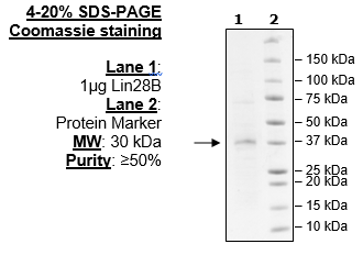 Lin28B, FLAG-Avi-Tag, Biotin-Labeled