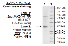 Jak2 (V617F), His-Avi-Tag, Biotin-Labeled