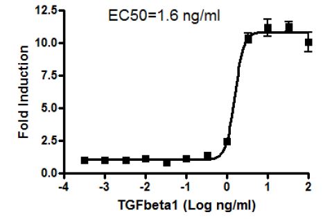Transfection Collection(tm) : SBE Transient Pack (TGFbeta/SMAD Signaling Pathway)