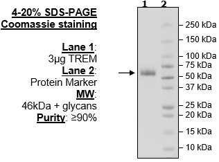TREM2, Fc-fusion (IgG1), Avi-Tag, Biotin-Labeled