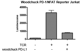 Woodchuck PD-1 / NFAT - Reporter - Jurkat Recombinant Cell Line