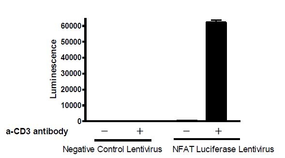 NFAT Luciferase Reporter Lentivirus-79579-G