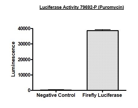 Firefly Luciferase Lentivirus (G418, Hygromycin and Puromycin) 79692