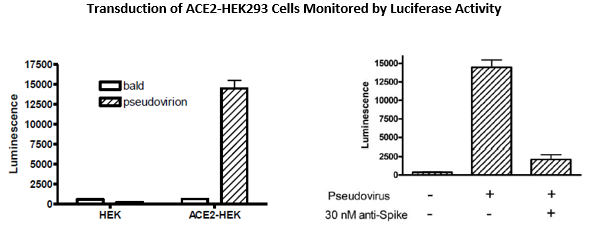 Spike(SARS-CoV-2) Pseudotyped Lentivirus (Luc-eGFP Dual Reporter)