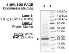 HCV1a (D168V), FLAG-His-tags