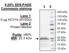 HCV1b (R155Q), FLAG-His-tags