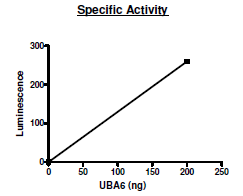 UBA6 (UBE1L2), FLAG-tag