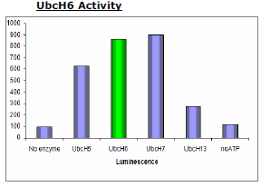 UbcH6 (UBE2E1), His-tag