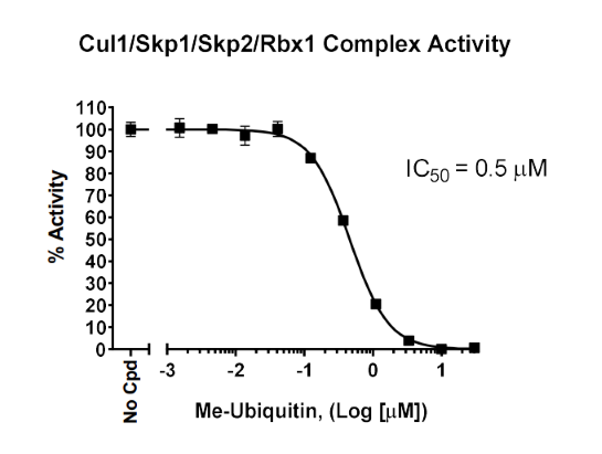 Inhibition of CUL1 auto-ubiquitination by Methylated Ubiquitin (Me-Ubiquitin).