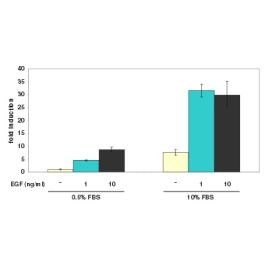 SRE Reporter Kit (MAPK/ERK Signaling Pathway) ERK 60511