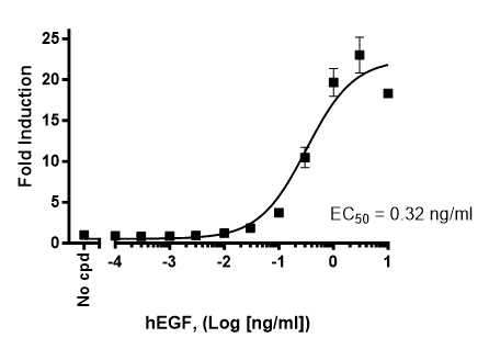 ERKページ SRE Reporter - HEK293 Recombinant Cell Line (ERK Pathway) ERK 60406