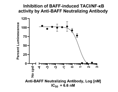 BAFF/APRIL Responsive TACI-NF-κB Luciferase Reporter HEK293 Cell Line ...