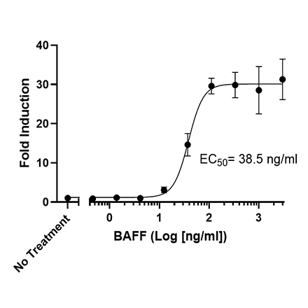 BAFF Responsive BAFF-R NF-kB Luciferase Reporter HEK293 Cell Line 84178
