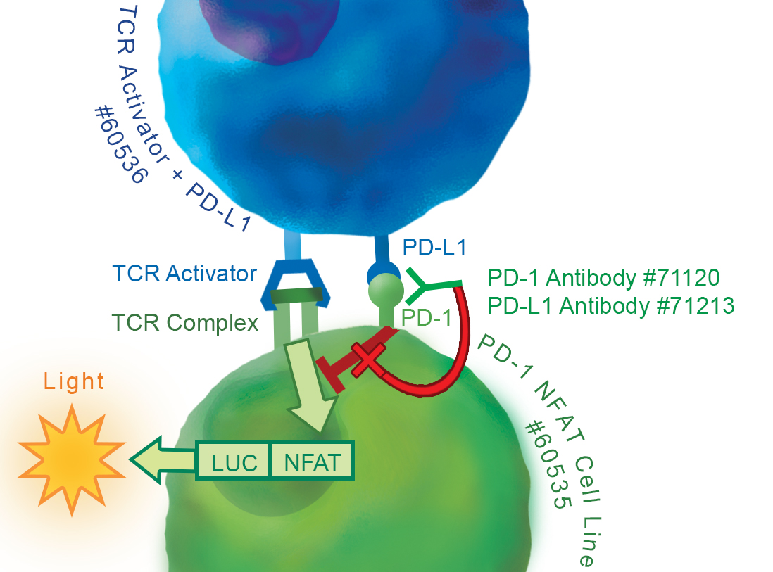 PD-1 Jurkat NFAT Cell Line BPS Bioscience