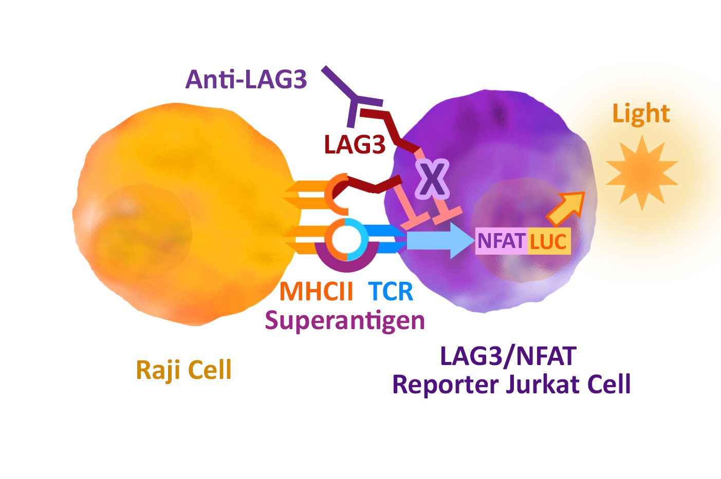 LAG3 / NFAT Reporter - Jurkat Recombinant Cell Line