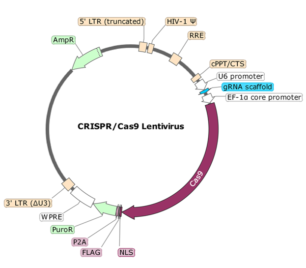 Figure 1. Schematic of the Lenti-vector used to generate the Cas9 Lentivirus.
