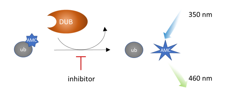 Illustration of the assay principle.