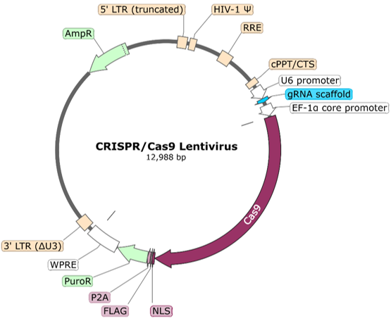 Schematic of the lenti-vector used to generate the BCMA CRISPR/Cas9 Lentivirus.