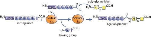 Sortase Mediated Protein Ligation Assay Kit