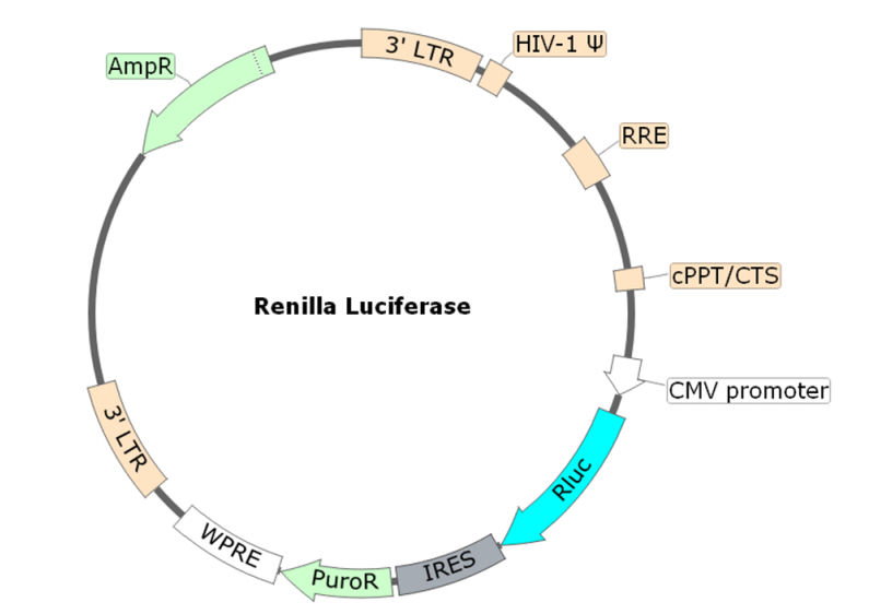 Figure 1. Schematic of the lenti-vector used to generate the Renilla lentivirus