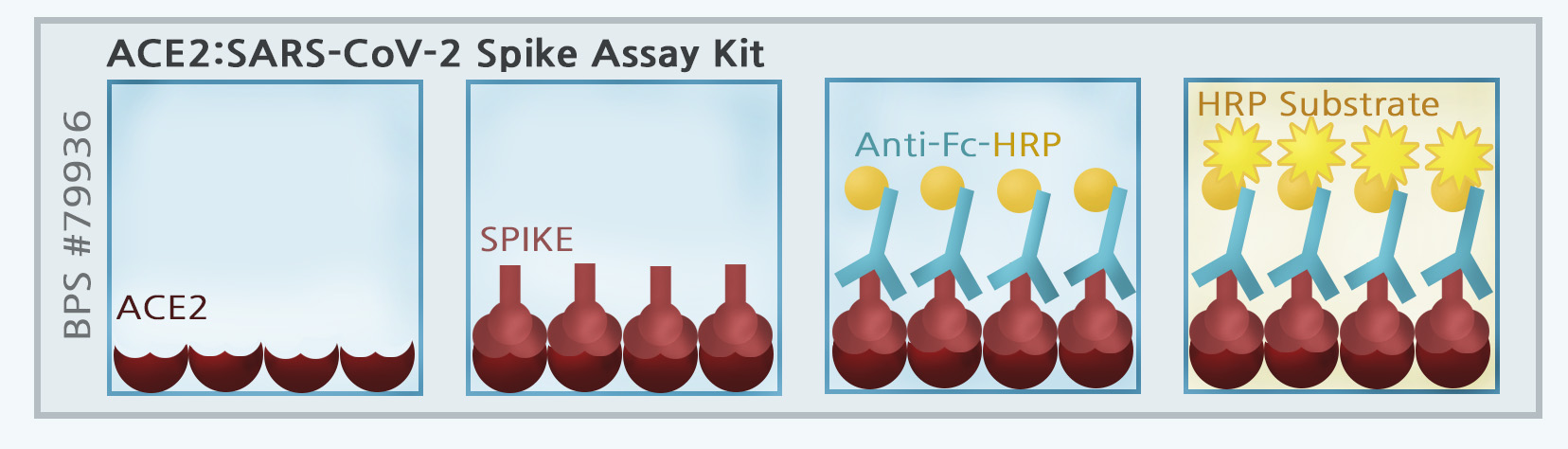 ACE2: Spike S1 RBD (SARS-CoV-2) Inhibitor Screening Assay Kit