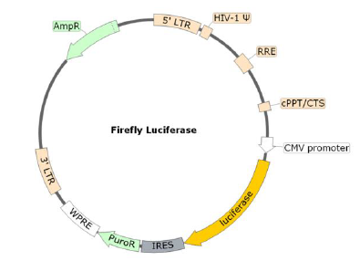 Figure 1. Schematic of the Luciferase Reporter in Bald Lentiviral Pseudovirion (Luciferase Reporter)
