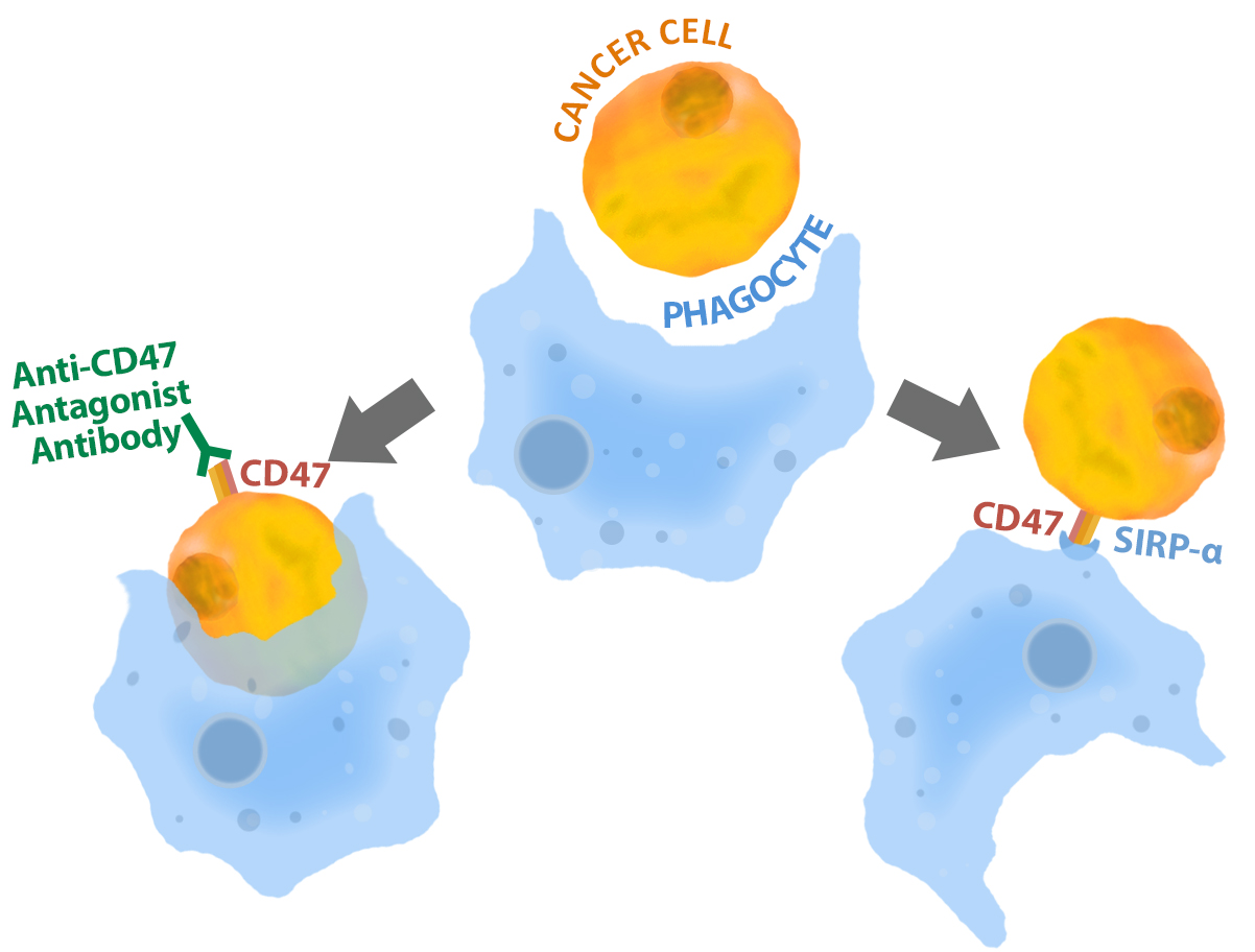 CD47 Antagonist Antibody