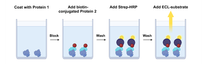 N　CD40枚 CD40:CD40L[Biotinylated] Inhibitor Screening Assay Kit CD40, CD40L