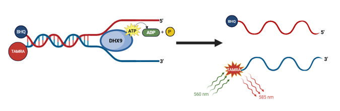 DHX9 Helicase Assay Kit DHX9 83628, RNA Helicase A, Nuclear Helicase II ...