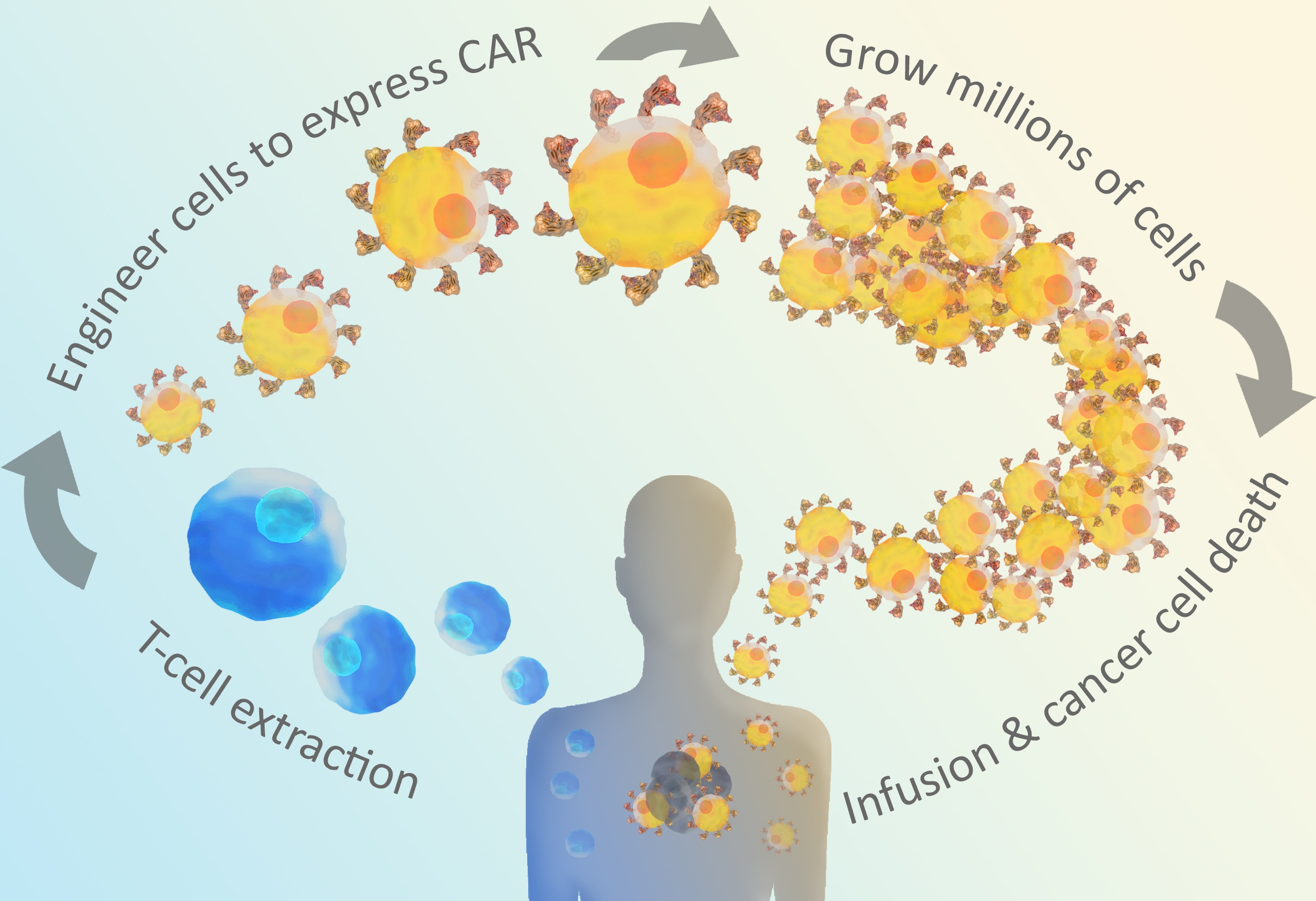 CAR-T Cell Therapy