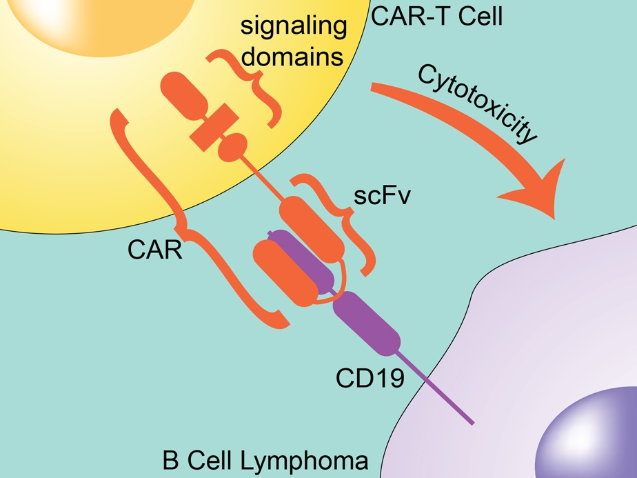CAR-T Cytotoxicity
