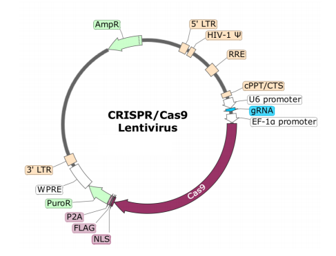 Figure 1. Schematic of the Lenti-vector used to generate the TIGIT CRISPR/Cas9 Lentivirus.