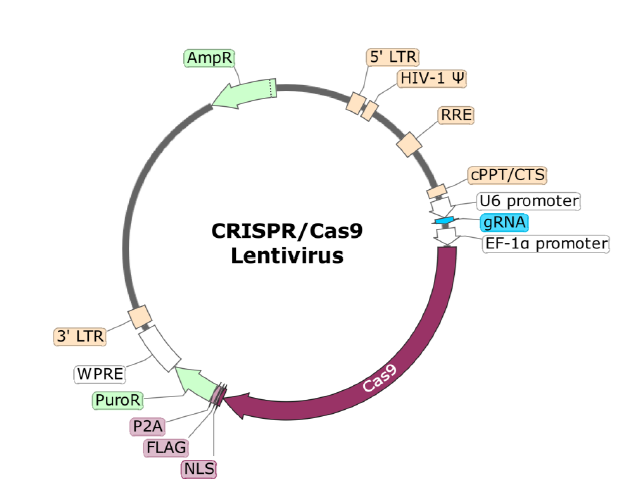 Figure 1. Schematic of the Lenti-vector used to generate the CTLA4 CRISPR/Cas9 Lentivirus.