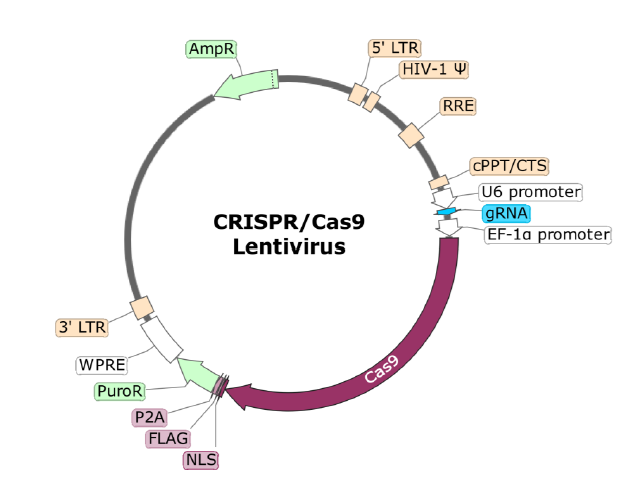 Figure 1. Schematic of the Lenti-vector used to generate the PD-1 CRISPR/Cas9 Lentivirus.