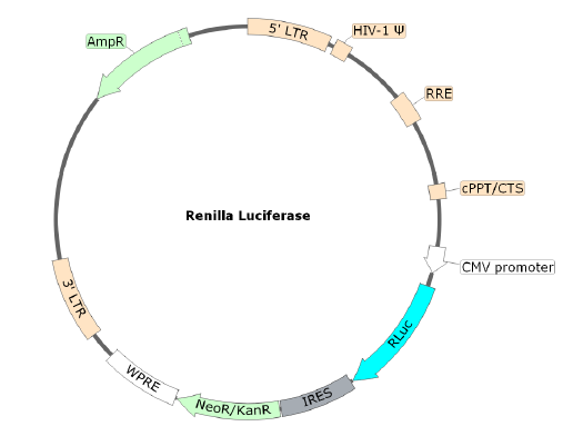 Figure 2. Schematic of the lenti-vector used to generate the Renilla luciferase lentivirus