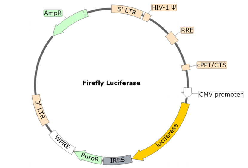 Figure 3. Schematic of the lenti-vector used to generate the firefly luciferase lentivirus (Puromycin)